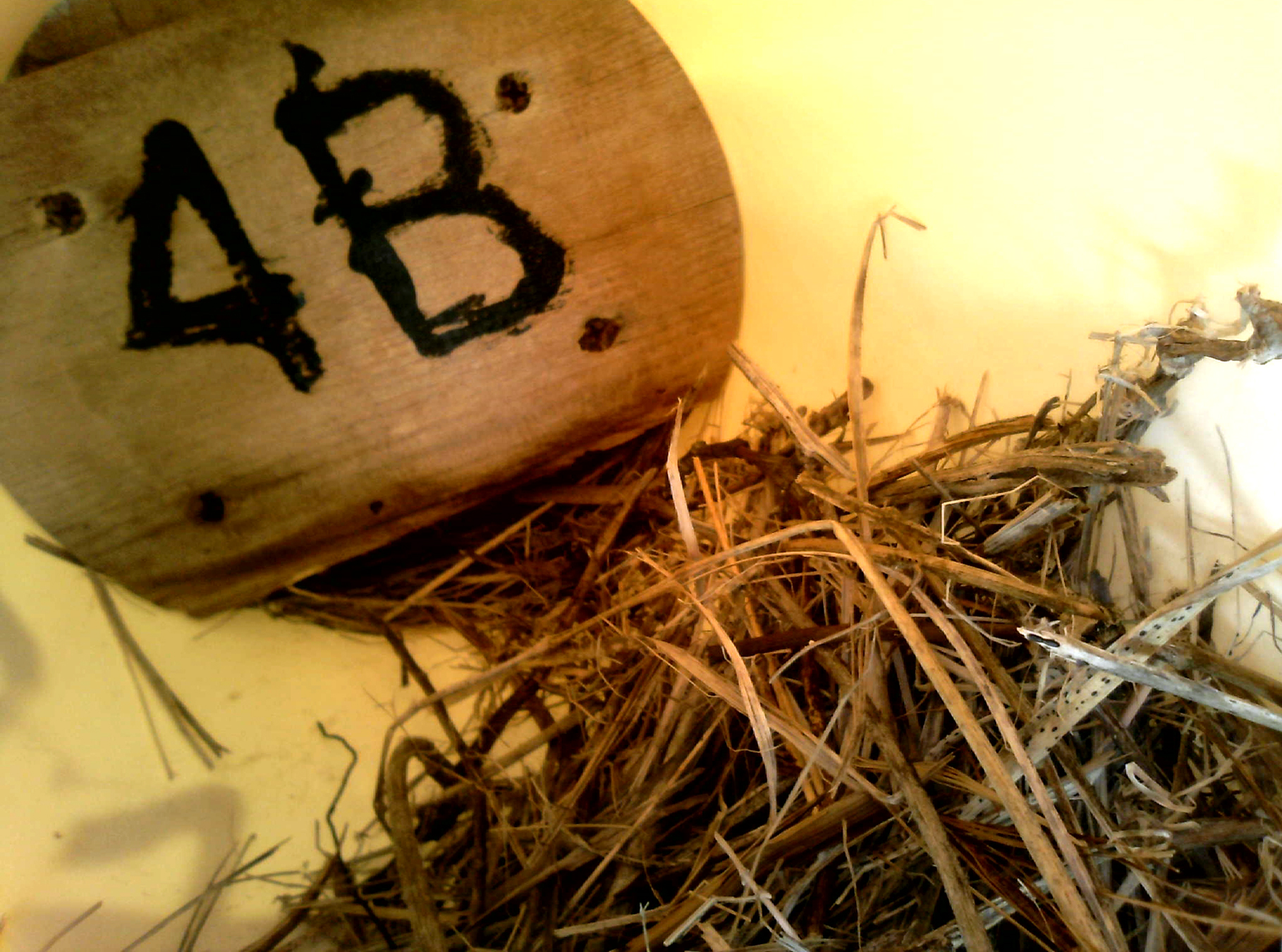 OPAS 4B